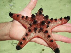 SANYO DIGITAL CAMERA